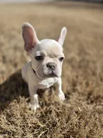 Honey , a female French Bulldog for sale in Flowery Branch, GA – Photo 1 of 6