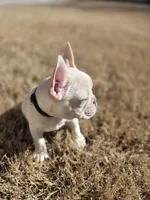 Honey , a female French Bulldog for sale in Flowery Branch, GA – Photo 2 of 6