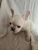 Honey , a female French Bulldog for sale in Flowery Branch, GA – Photo 4 of 6