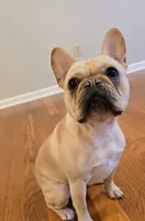 Honey , a female French Bulldog for sale in Flowery Branch, GA – Photo 6 of 6