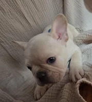 Hoover , a male French Bulldog for sale in Flowery Branch, GA – Photo 3 of 5