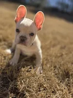 Hoover , a male French Bulldog for sale in Flowery Branch, GA – Photo 1 of 5