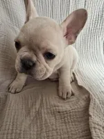 Hoover, a male French Bulldog for sale in Flowery Branch, GA – Photo 3 of 5