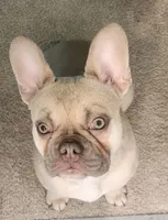 Hoover, a male French Bulldog for sale in Flowery Branch, GA – Photo 4 of 5