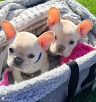 Hoover, a male French Bulldog for sale in Flowery Branch, GA – Photo 1 of 5