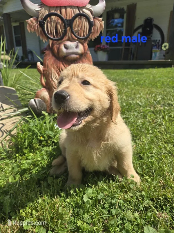 Red Male – Golden Retriever puppy for sale in Oil City, PA