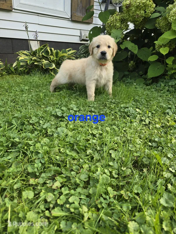 Orange  – Golden Retriever puppy for sale in Oil City, PA