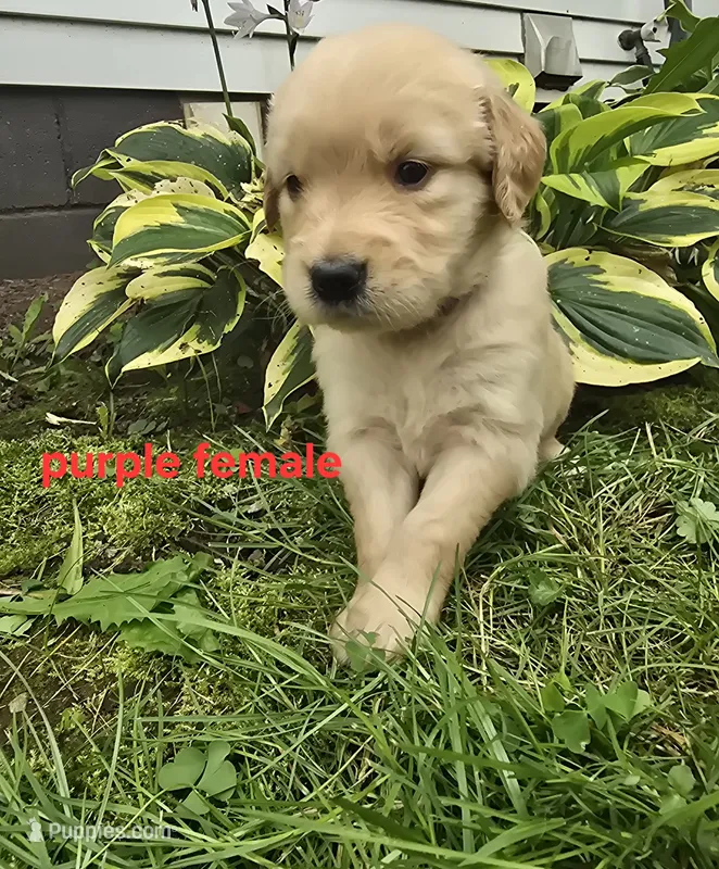 Purple Female – Golden Retriever puppy for sale in Oil City, PA