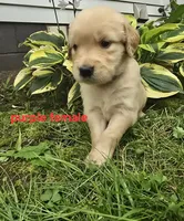 Purple Female, a female Golden Retriever for sale in Oil City, PA – 1 of 1