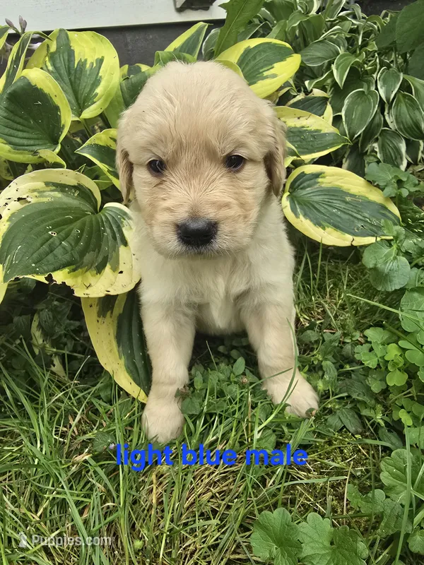 Light blue  – Golden Retriever puppy for sale in Oil City, PA