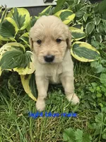 Light blue , a male Golden Retriever for sale in Oil City, PA – 1 of 1