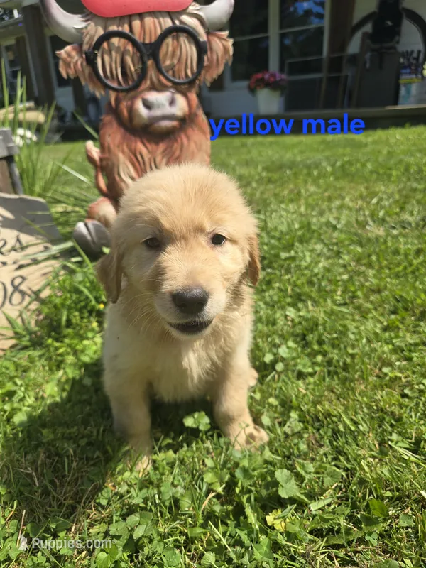 Yellow – Golden Retriever puppy for sale in Oil City, PA