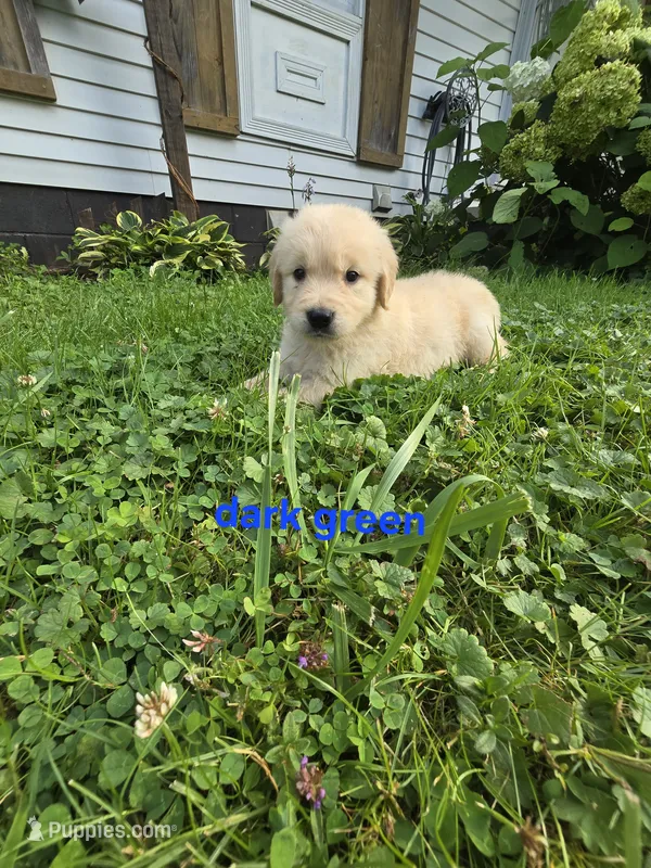 Dark Green – Golden Retriever puppy for sale in Oil City, PA