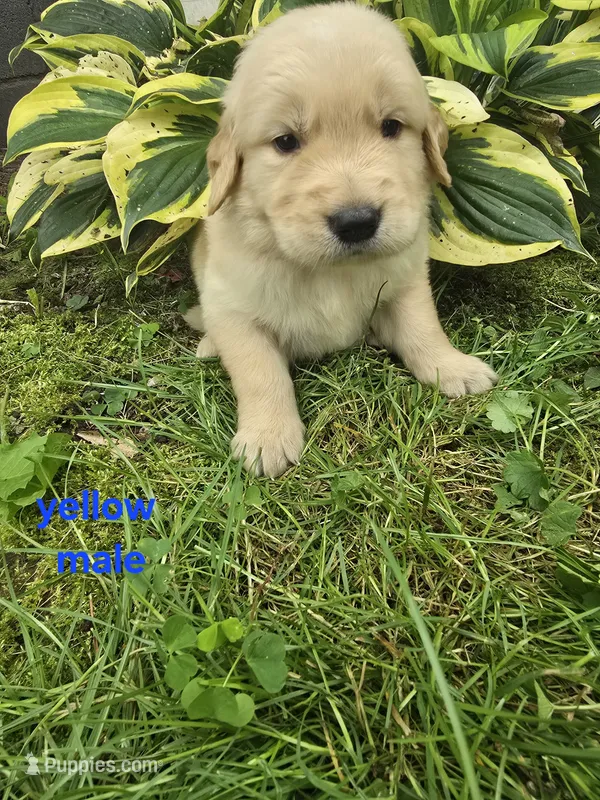 Yellow – Golden Retriever puppy for sale in Oil City, PA