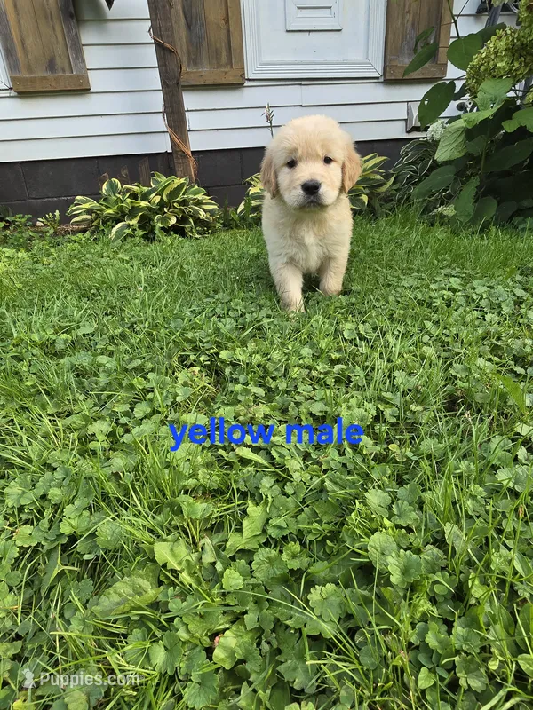 Yellow – Golden Retriever puppy for sale in Oil City, PA