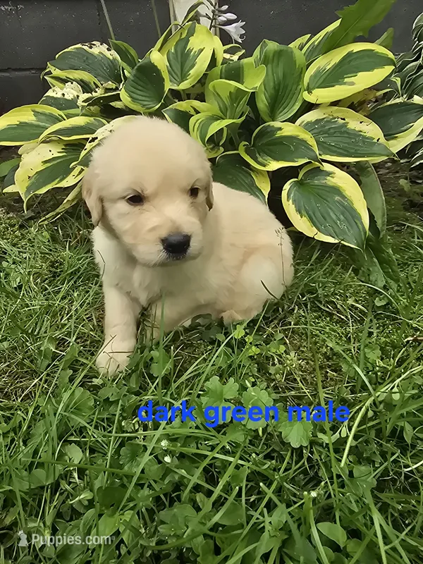 Dark Green – Golden Retriever puppy for sale in Oil City, PA