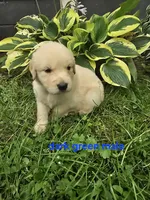 Dark Green, a male Golden Retriever for sale in Oil City, PA – 1 of 1