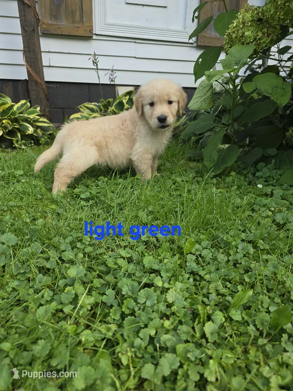 Light Green – Golden Retriever puppy for sale in Oil City, PA