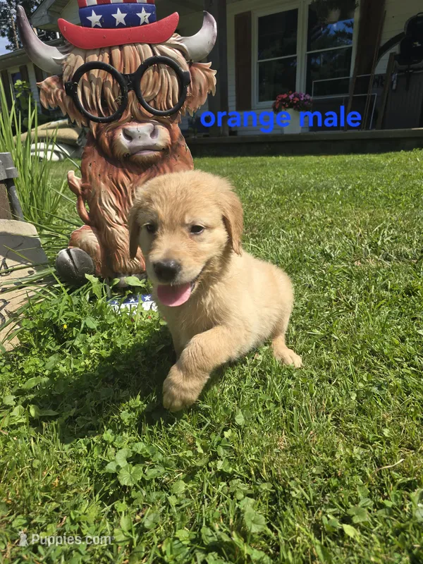 Orange  – Golden Retriever puppy for sale in Oil City, PA