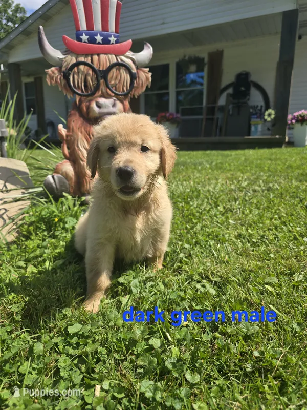 Dark Green – Golden Retriever puppy for sale in Oil City, PA