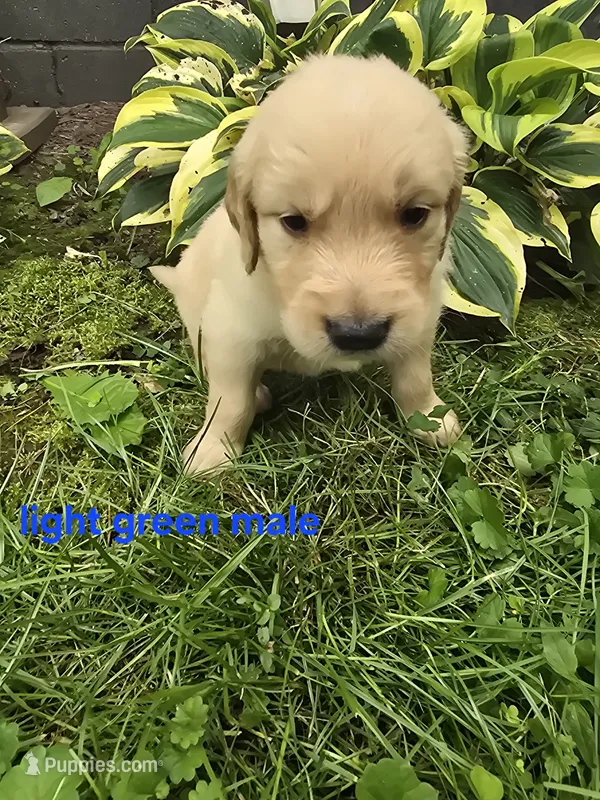 Light Green – Golden Retriever puppy for sale in Oil City, PA