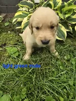Light Green, a male Golden Retriever for sale in Oil City, PA – 1 of 1