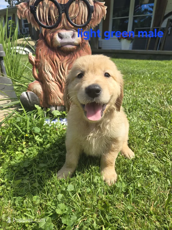 Light Green – Golden Retriever puppy for sale in Oil City, PA