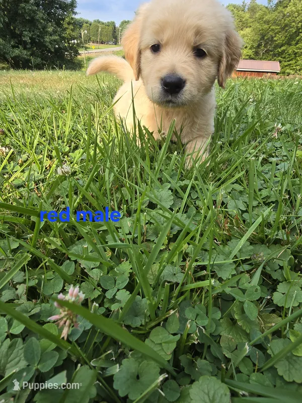 Red Male – Golden Retriever puppy for sale in Oil City, PA