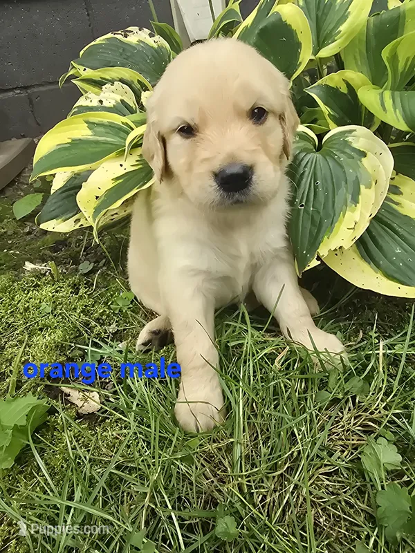 Orange  – Golden Retriever puppy for sale in Oil City, PA