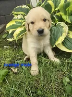 Orange , a male Golden Retriever for sale in Oil City, PA – 1 of 1