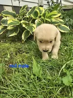 Red Male, a male Golden Retriever for sale in Oil City, PA – 1 of 1
