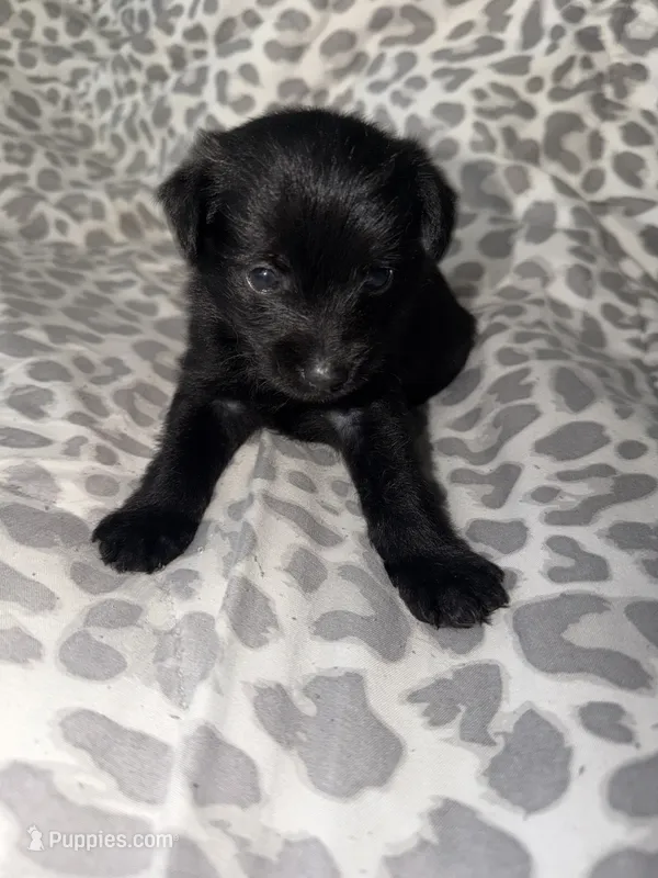 Puppy 1 – Pomeranian puppy for sale in Pittsburg, CA