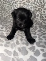 Puppy 1, a female Pomeranian for sale in Pittsburg, CA – 1 of 2