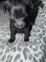 Puppy 3, a female Pomeranian for sale in Pittsburg, CA – 2 of 3