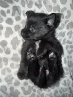 Puppy 4 , a female Pomeranian for sale in Pittsburg, CA – 2 of 3