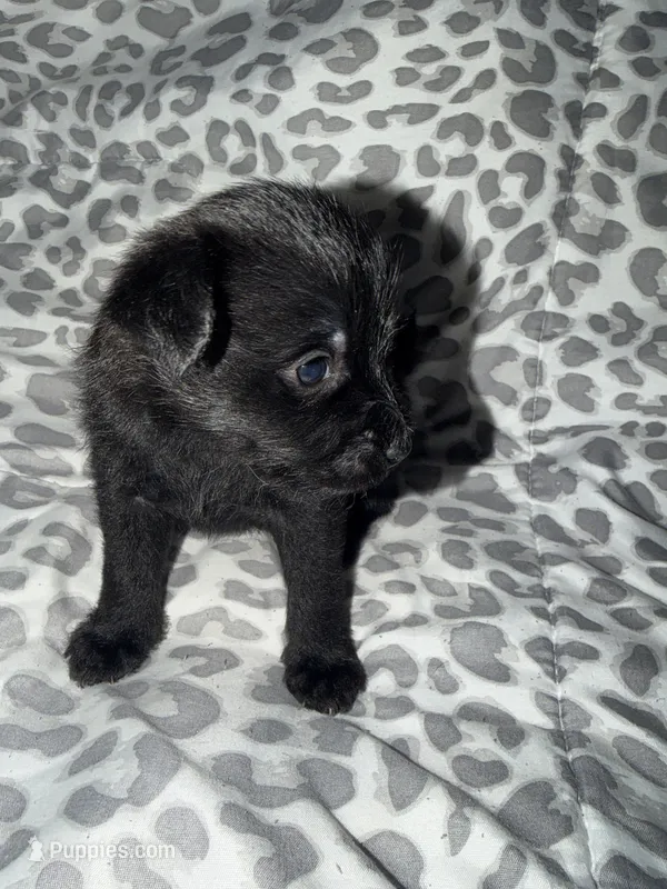 Puppy 3 – Pomeranian puppy for sale in Pittsburg, CA
