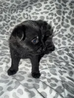 Puppy 3, a female Pomeranian for sale in Pittsburg, CA – 1 of 3