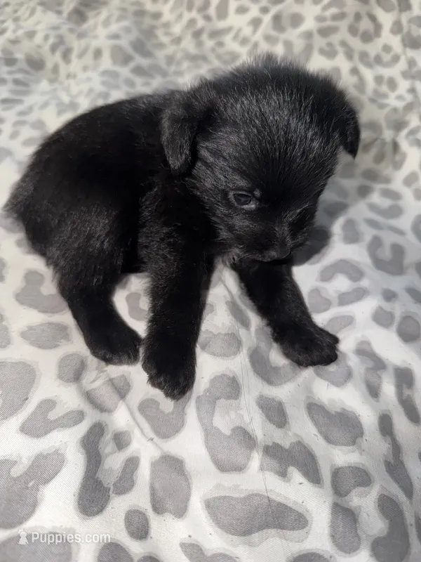 Puppy 4  – Pomeranian puppy for sale in Pittsburg, CA