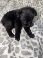 Puppy 4 , a female Pomeranian for sale in Pittsburg, CA – 1 of 3