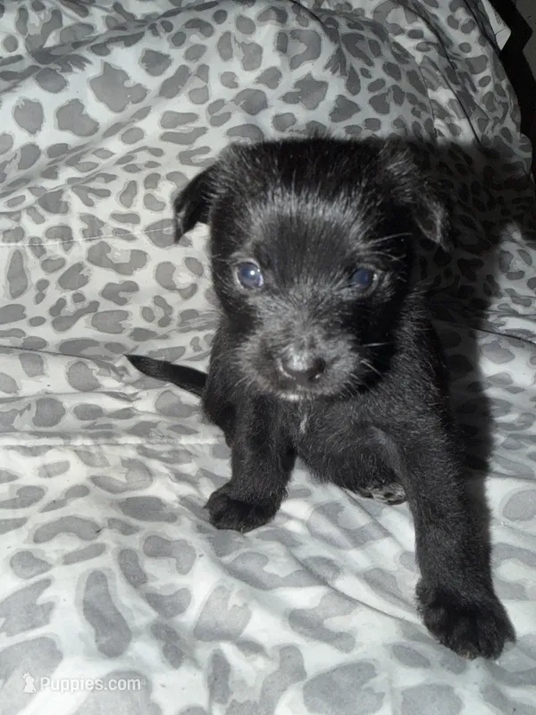Puppy 5 – Pomeranian puppy for sale in Pittsburg, CA