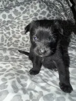 Puppy 5, a female Pomeranian for sale in Pittsburg, CA – 1 of 2