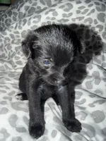 Puppy 2, a female Pomeranian for sale in Pittsburg, CA – 2 of 3