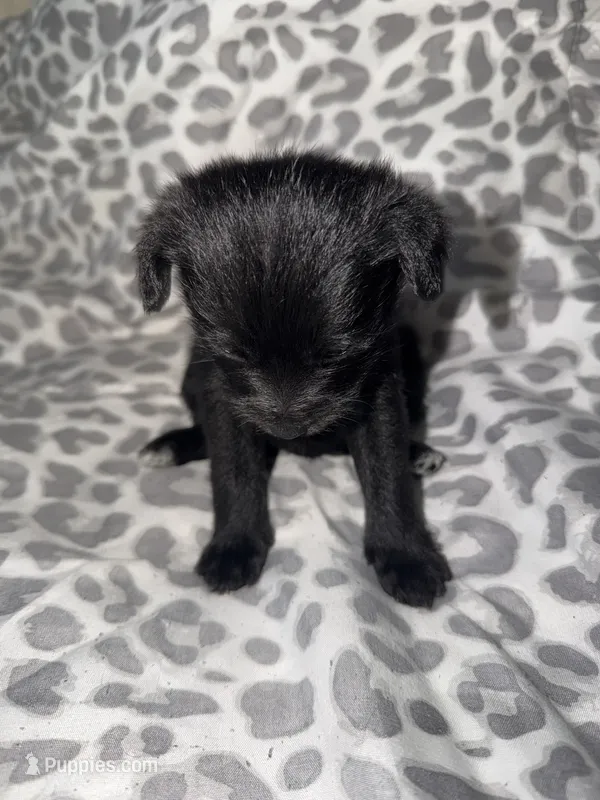 Puppy 2 – Pomeranian puppy for sale in Pittsburg, CA