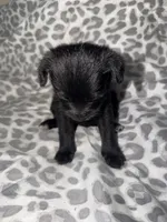Puppy 2, a female Pomeranian for sale in Pittsburg, CA – 1 of 3