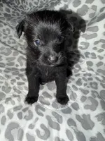 Puppy 5, a female Pomeranian for sale in Pittsburg, CA – 2 of 2