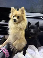 Puppy 2, a female Pomeranian for sale in Pittsburg, CA – 3 of 3