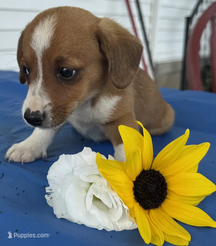 Inky – Pembroke Welsh Corgi puppy for sale in Hubbardston, MI