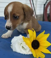 Inky, a male Pembroke Welsh Corgi for sale in Hubbardston, MI – 1 of 6