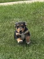 Irving, a male Pembroke Welsh Corgi for sale in Hubbardston, MI – 2 of 4