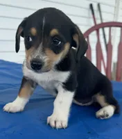 Ingrid, a female Pembroke Welsh Corgi for sale in Hubbardston, MI – 6 of 10
